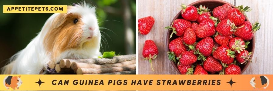 Can Guinea Pigs Have Strawberries