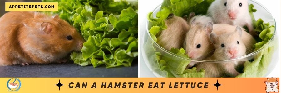 Can a Hamster Eat Lettuce 