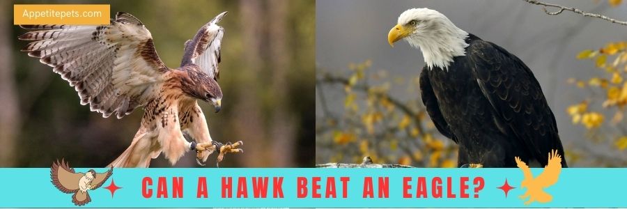 Can a hawk beat an eagle?