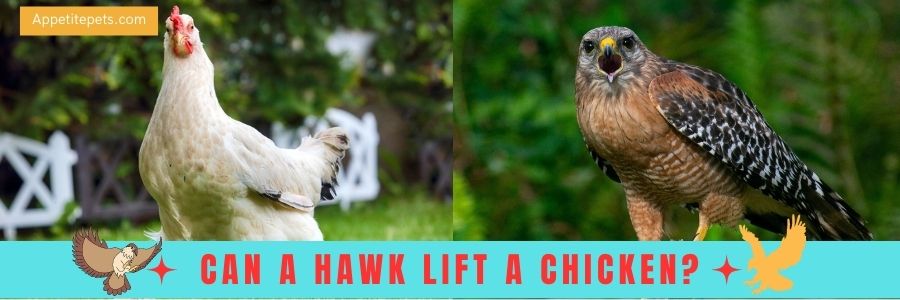 Can a hawk lift a chicken?