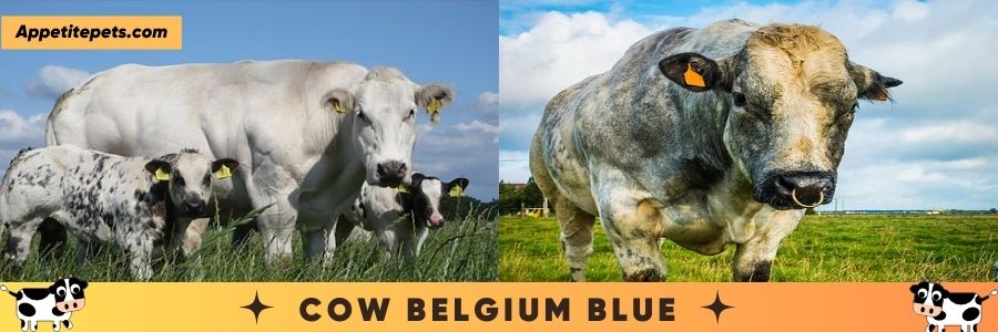 Cow Belgium Blue