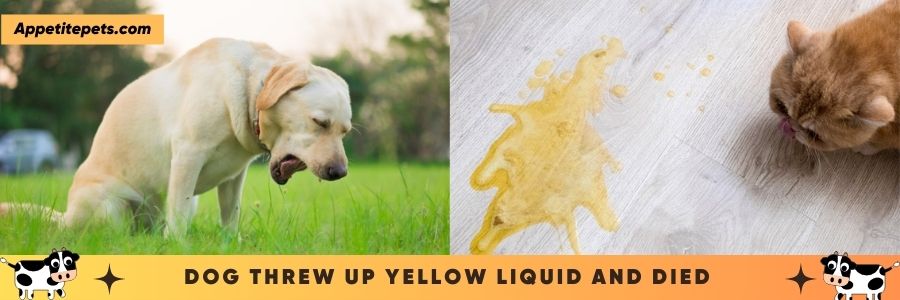 Dog Threw Up Yellow Liquid And Died