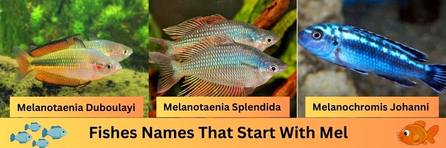 Fishes Names That Start With Mel