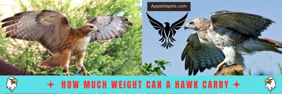 How-Much-Weight-Can-A-Hawk-Carry