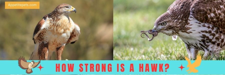 How strong is a hawk?