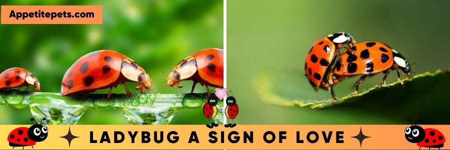 Ladybug a Sign Of Love
