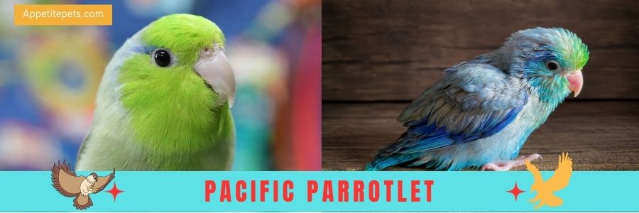 Pacific Parrotlet: