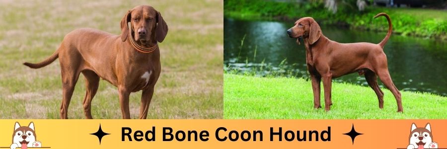 Red Bone Coon Hound
