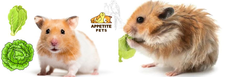 Risks of Feeding Lettuce to Hamsters