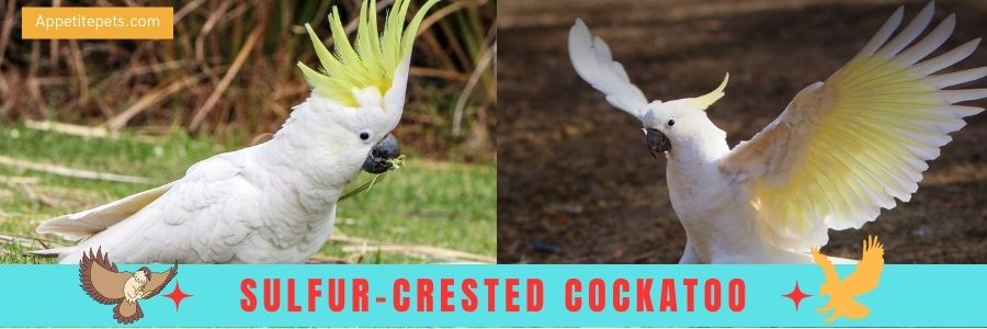 Sulfur-Crested Cockatoo: