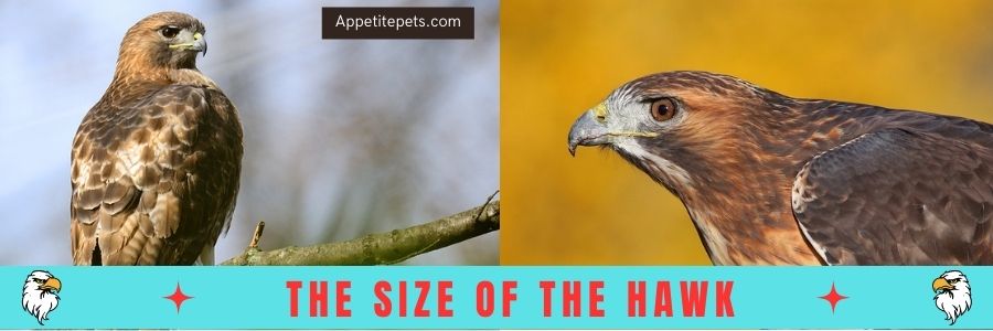The Size of the Hawk