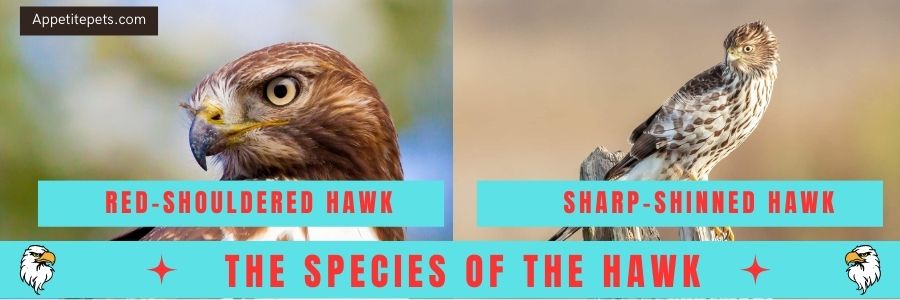 The-Species-of-the-Hawk