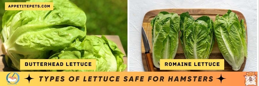 Types of Lettuce Safe for Hamsters