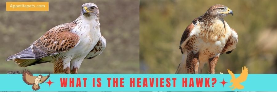 What is the heaviest hawk?