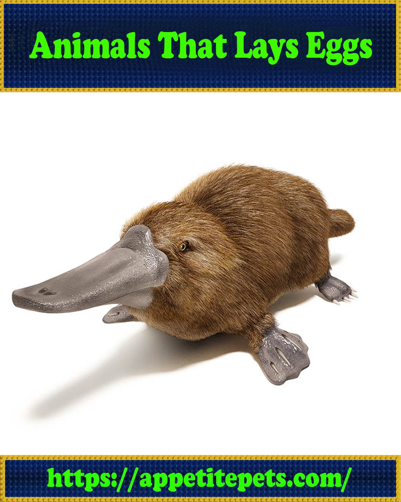 Animals That Lays Eggs