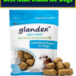 Best Anal Gland for Dogs