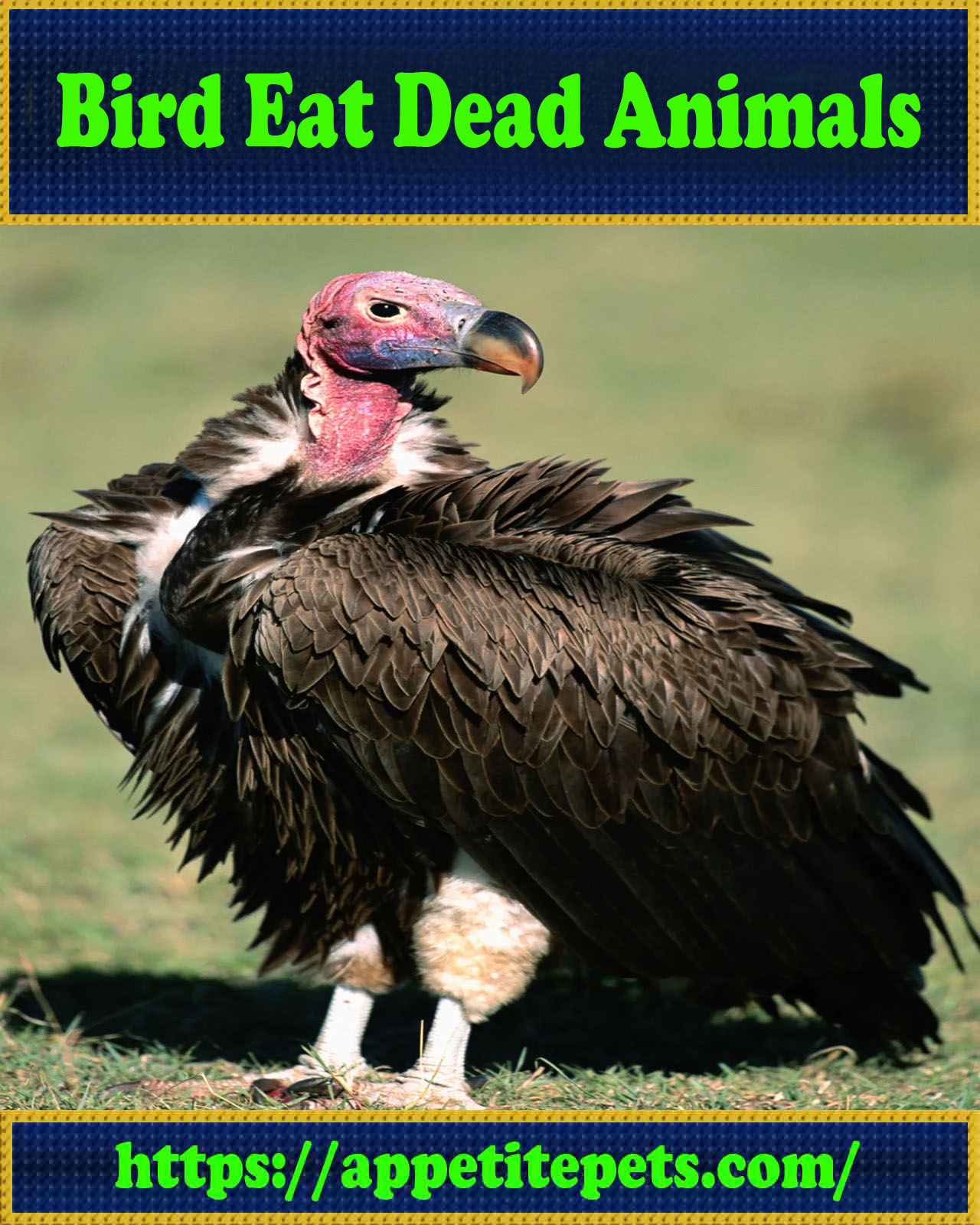 Bird Eat Dead Animals