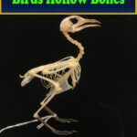 Birds Hollow Bones