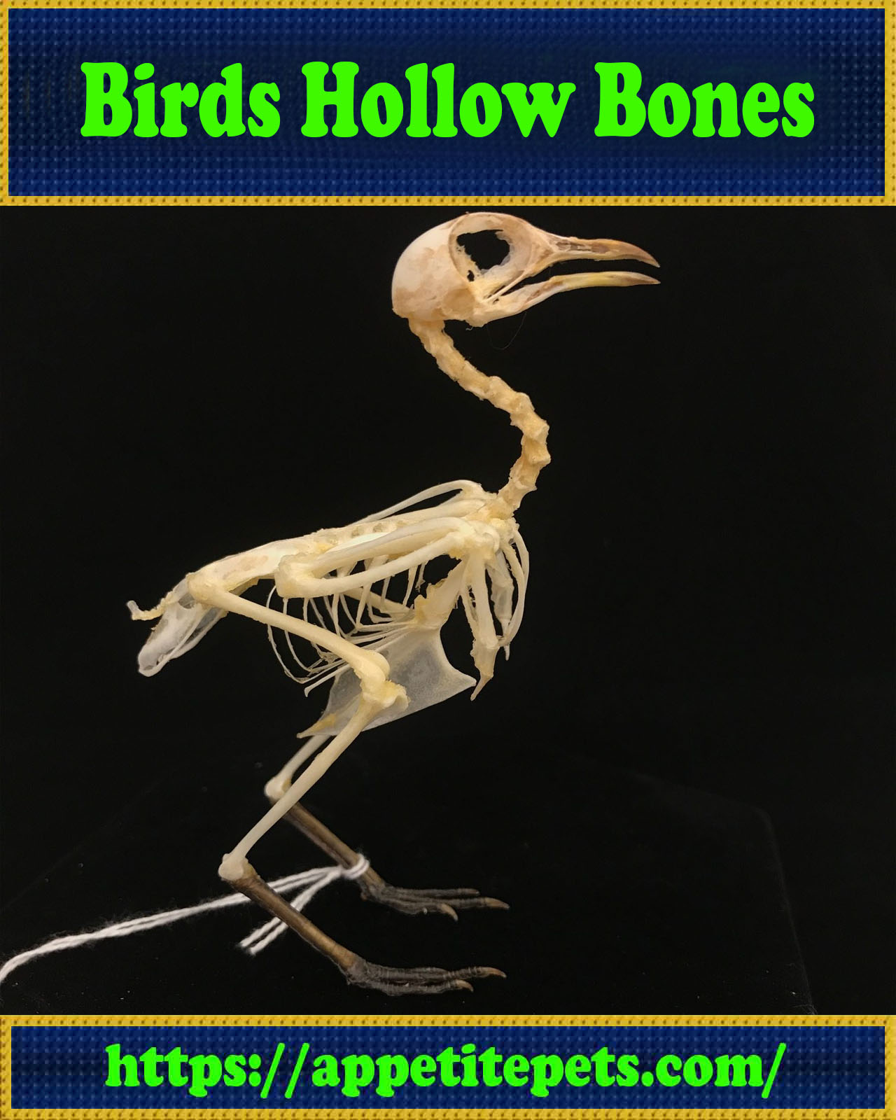 Birds Hollow Bones