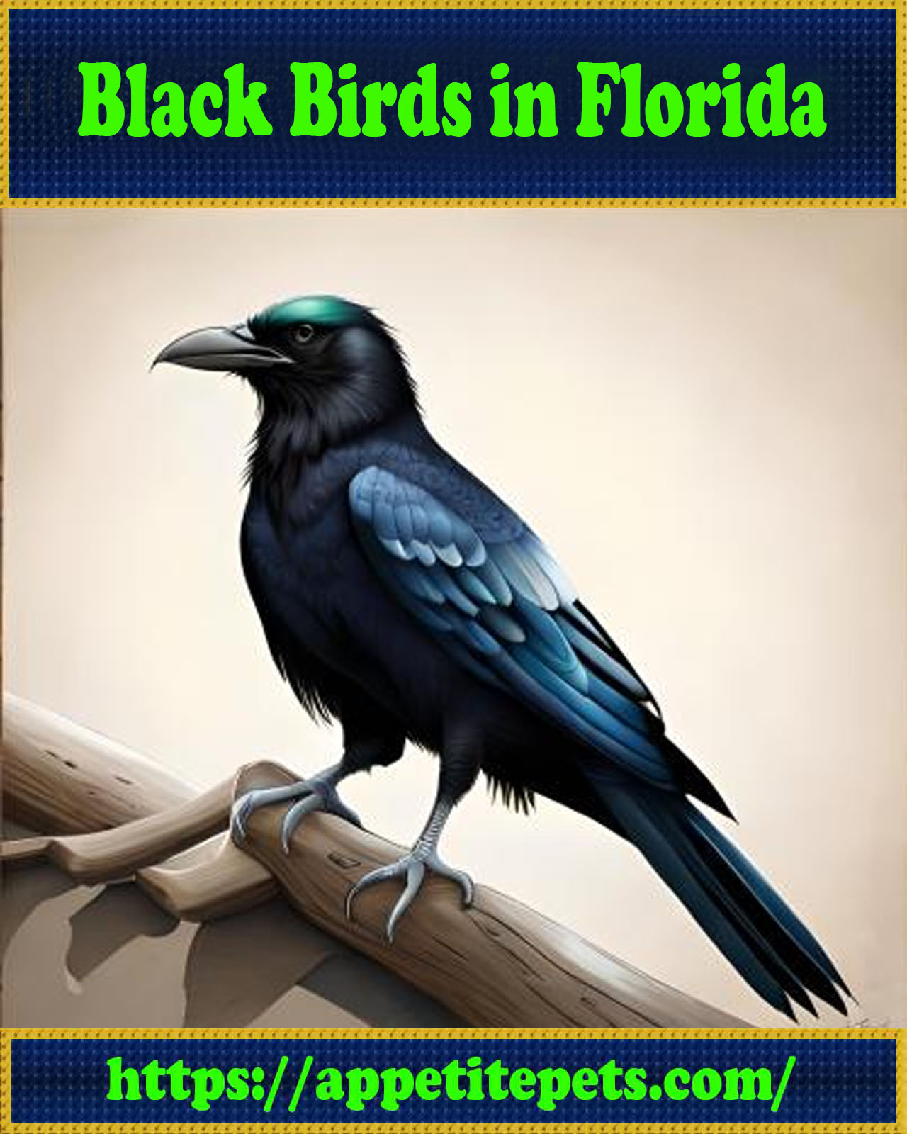 10 Black Birds in Florida