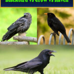 Blackbird vs Crow vs Raven