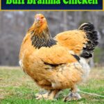 Buff-Brahma-Chicken