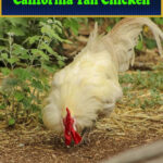 California Tan Chicken