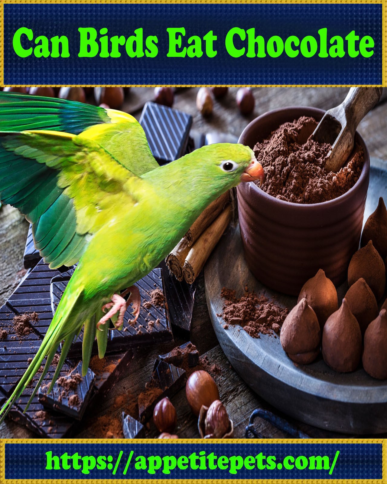 Can-Birds-Eat-Chocolate