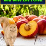 Can-Cats-Eat-Peach