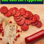 an Cats Have Pepperoni