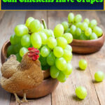 Can Chickens Have Grapes