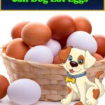 Can Dog Eat Eggs Best You Need To Know