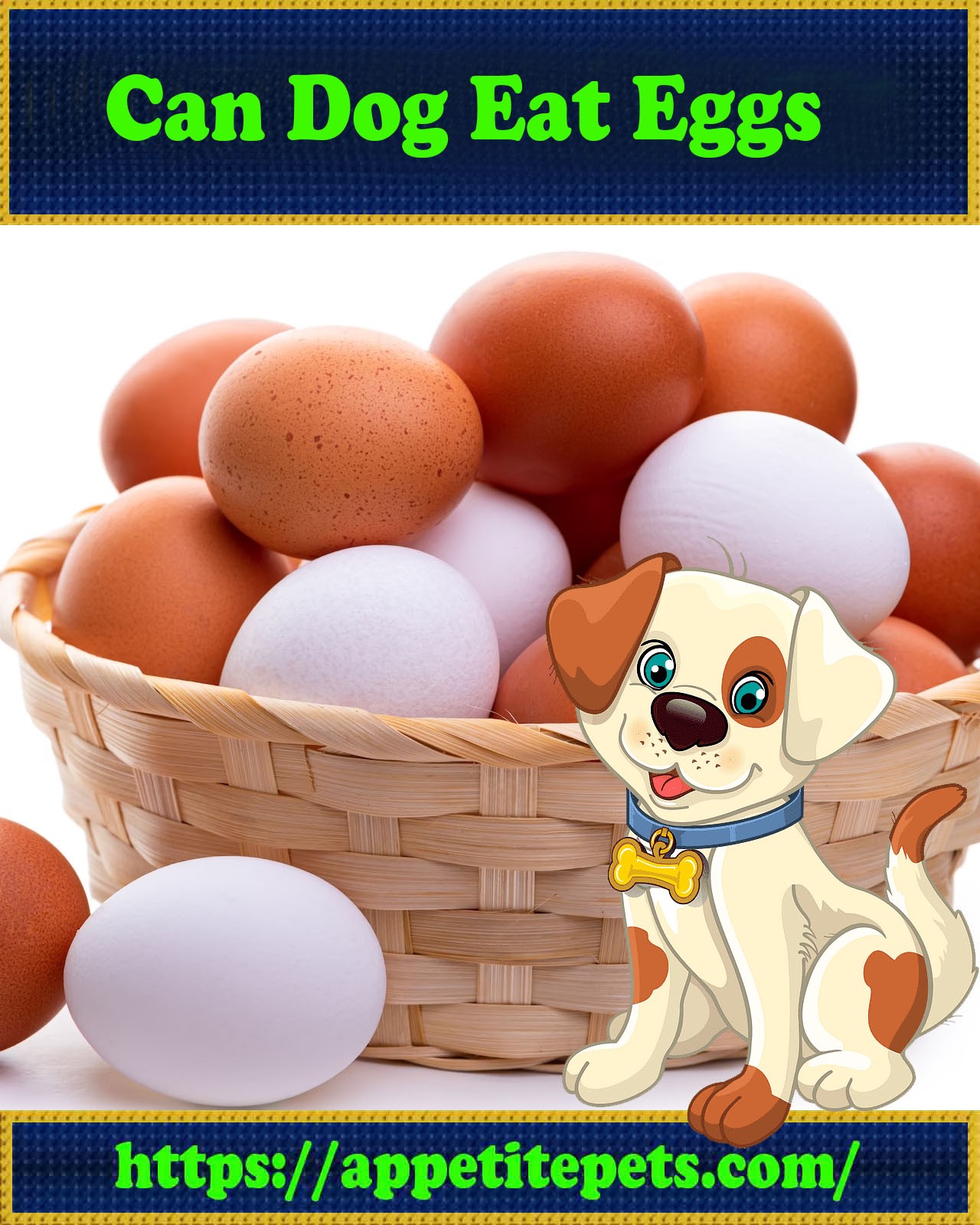Can Dog Eat Eggs Best You Need To Know