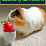 Can Guinea Pigs Have Strawberries