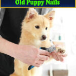 Can I Cut My 8 Week Old Puppy Nails?