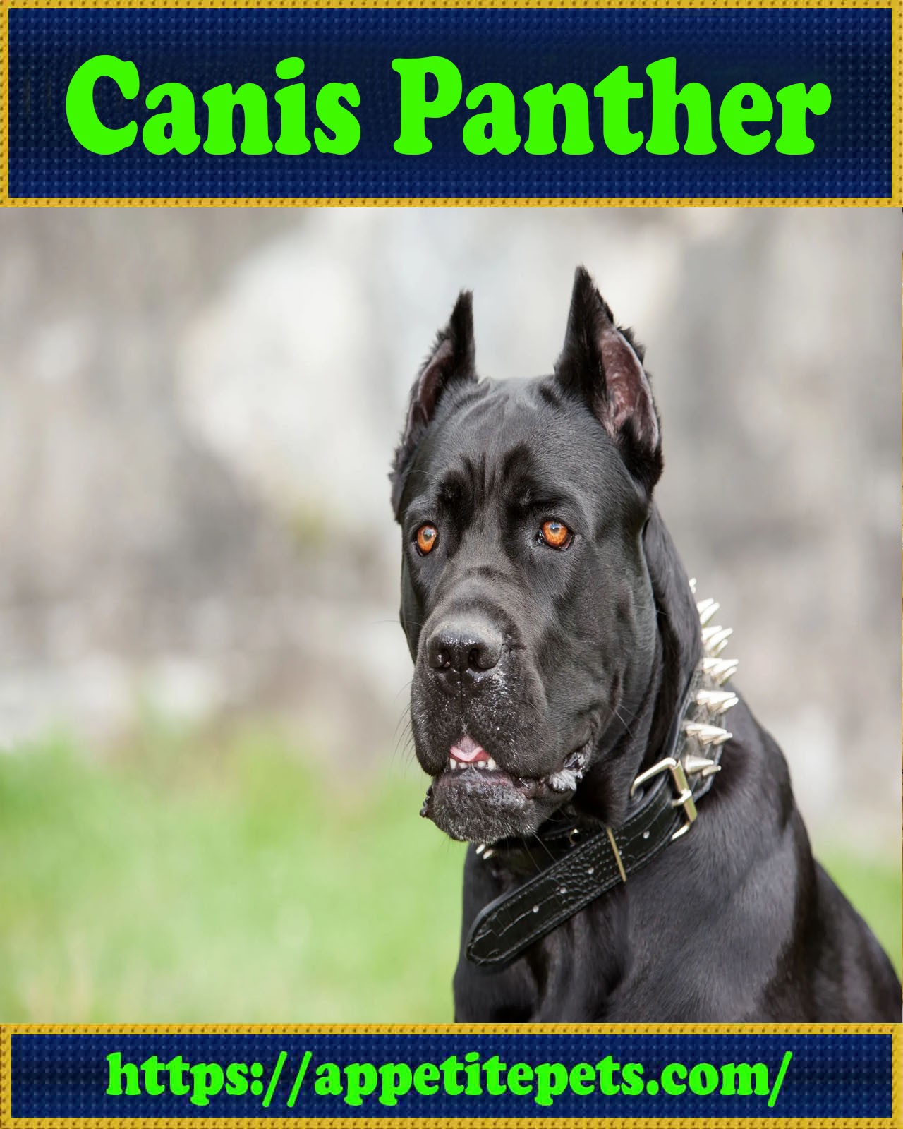 Canis Panther