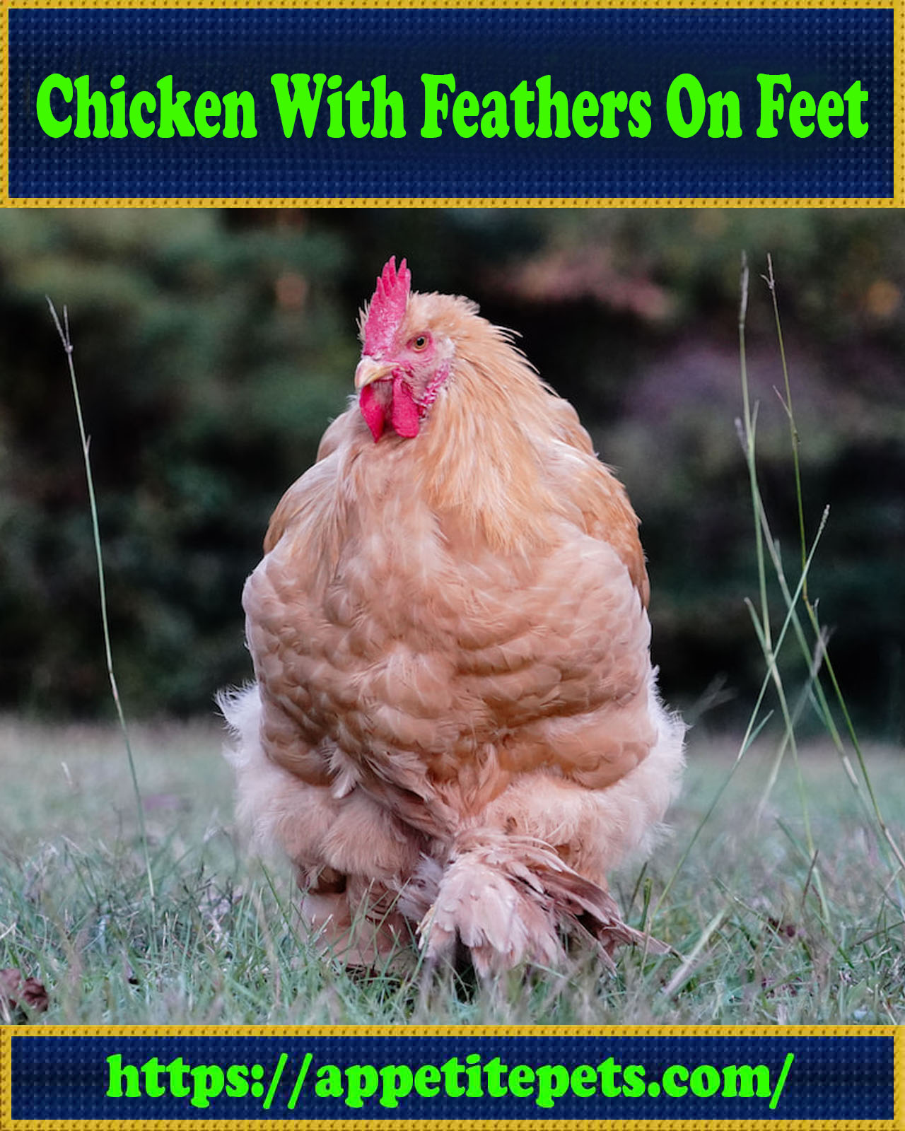 Chicken With Feathers On Feet
