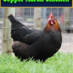 Copper Maran Chicken