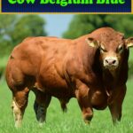 Cow Belgium Blue