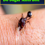 Do Sugar Ants Bite