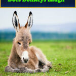 Does Donkeys Laugh