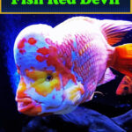 Fish Red Devil