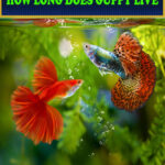 HOW LONG DOES GUPPY LIVE