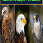 Hawk vs Eagle vs Falcon