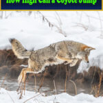 How High Can a Coyote Jump