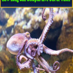 How Long Can Octopus Live Out of Water