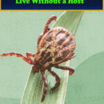 How Long Can Ticks Live Without a Host