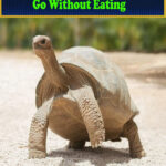 How Long Can Turtles Go Without Eating