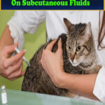 How Long Can a Cat Live on Subcutaneous Fluids