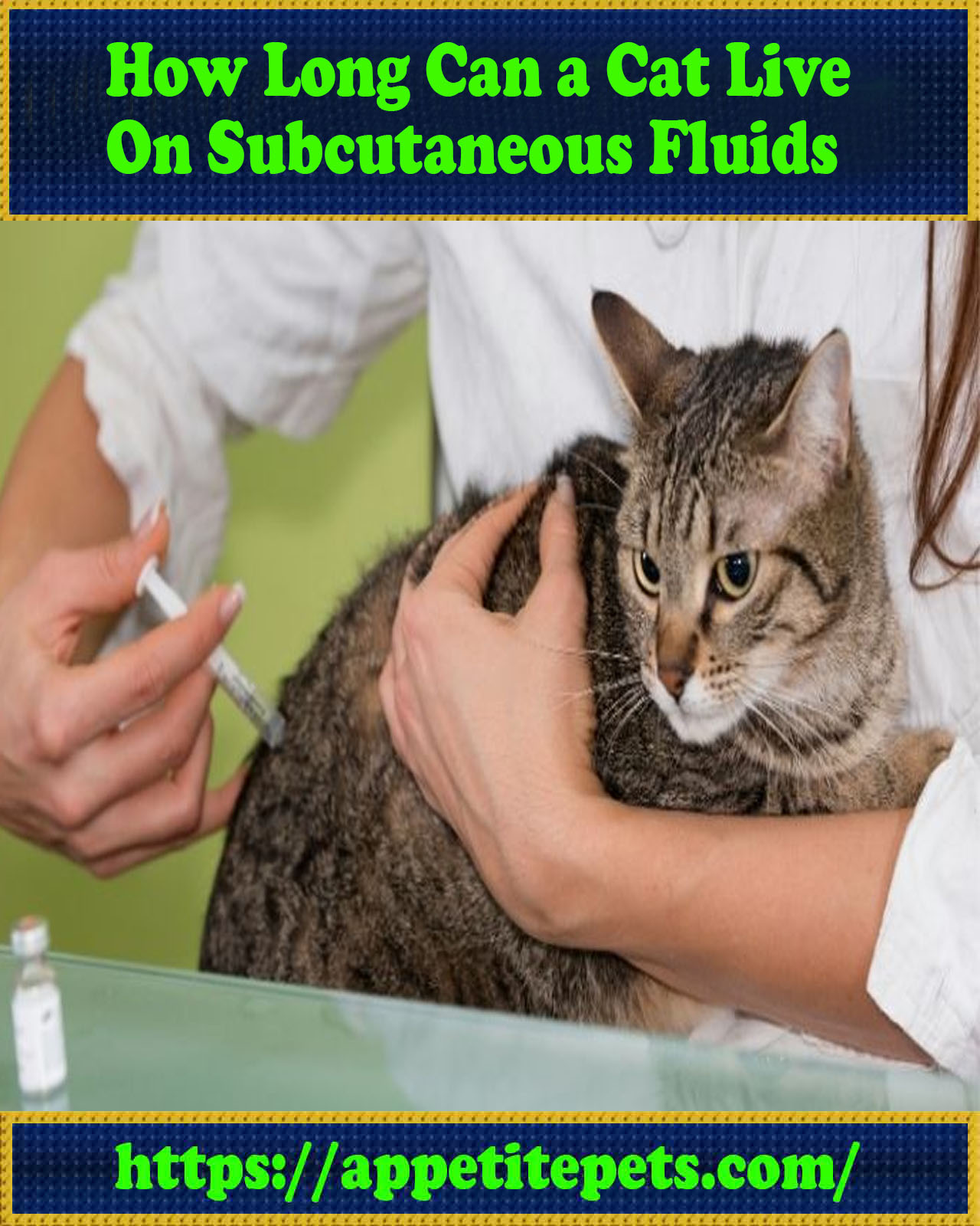 How Long Can a Cat Live on Subcutaneous Fluids